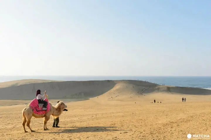 Reasonable Flights - Don't Miss Out On 7 Must Try Things In Tottori!
