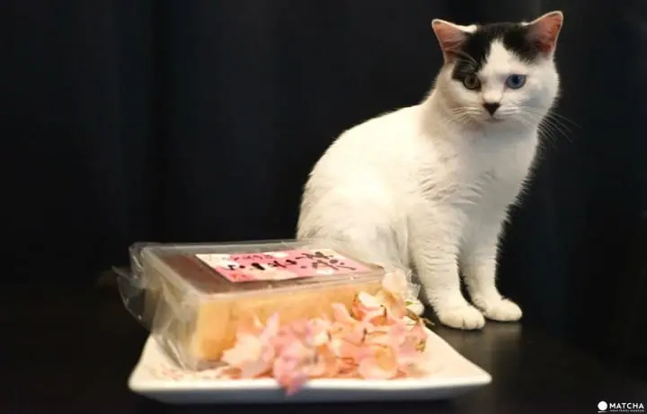 9 Cherry Blossom Flavored Items You Should Try This Spring!