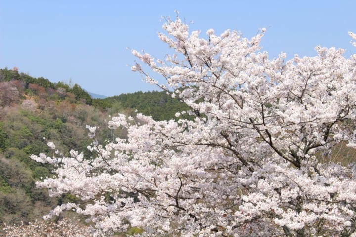 【目的地別】京都、大阪から世界遺産の街・奈良へ行こう!!!