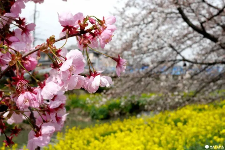 川越櫻花油菜花