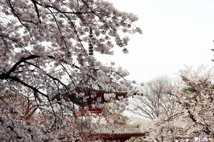 川越喜多院櫻花