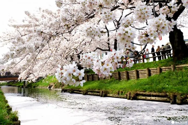 川越冰川神社櫻花