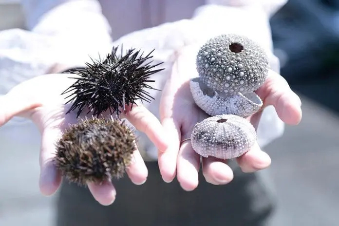 親子遊！玩盡北海道—「玩」在道北