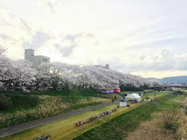 春爛漫！福井縣賞櫻景點８選