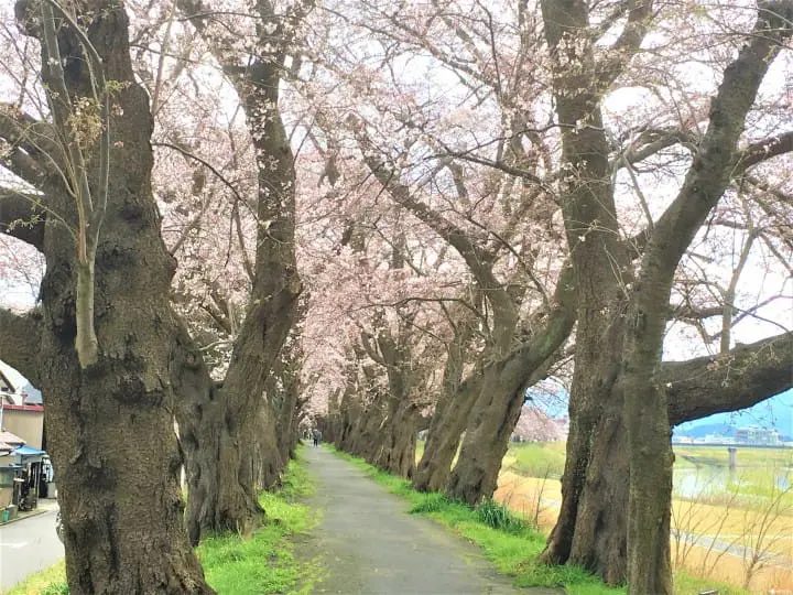 春爛漫！福井縣賞櫻景點８選