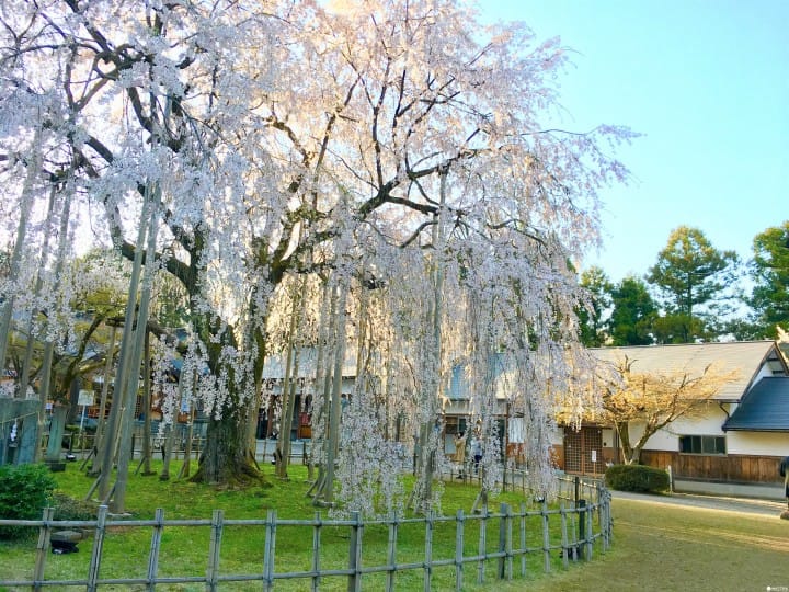 春烂漫!福井县赏樱景点8选