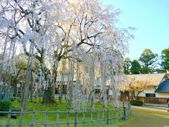 春爛漫！福井縣賞櫻景點８選