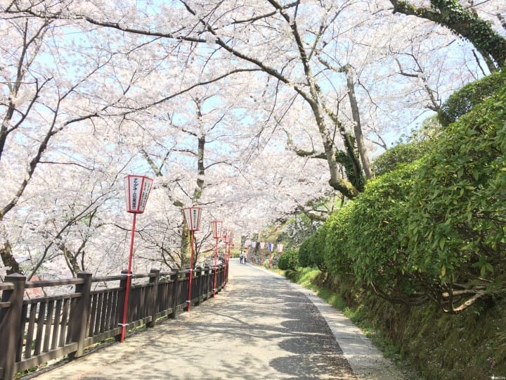 春烂漫!福井县赏樱景点8选