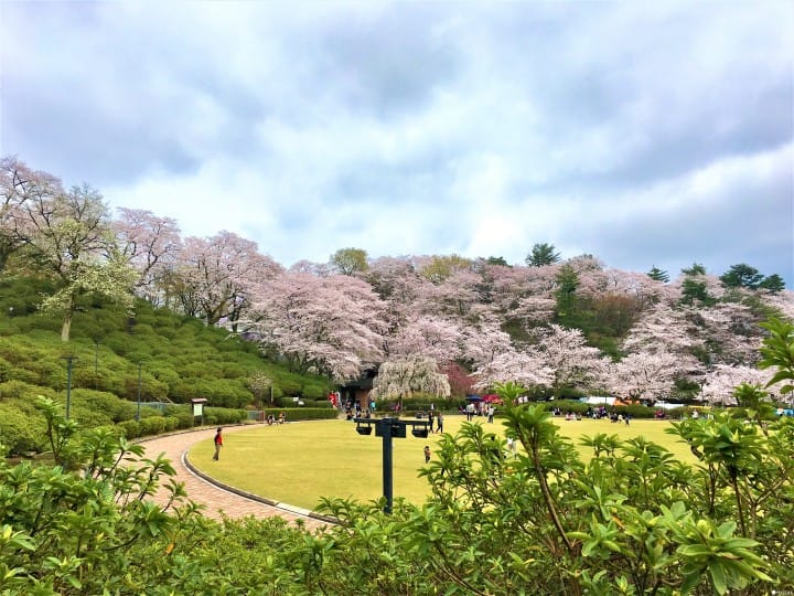 春烂漫!福井县赏樱景点8选