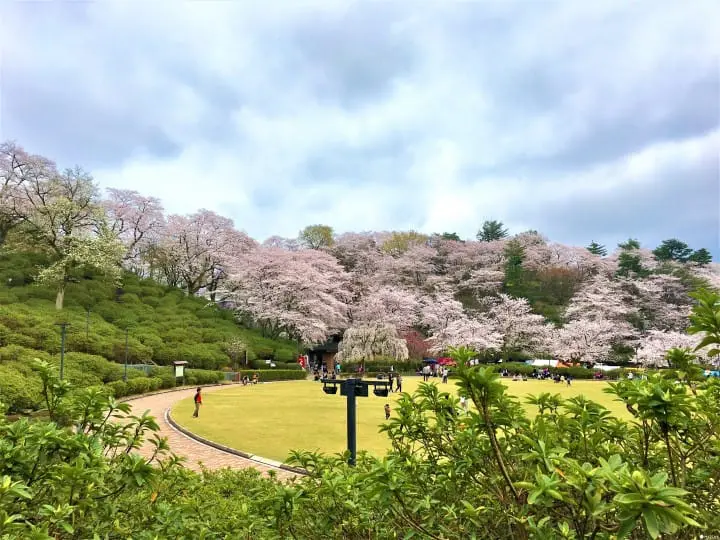春爛漫！福井縣賞櫻景點８選