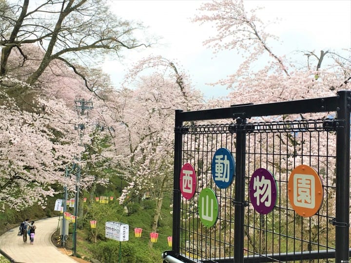 春烂漫!福井县赏樱景点8选