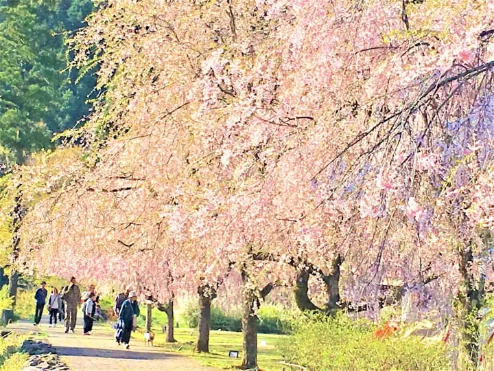 春爛漫！福井縣賞櫻景點８選