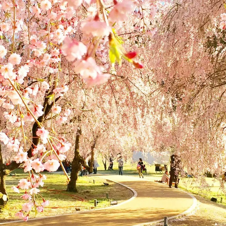 春爛漫！福井縣賞櫻景點８選