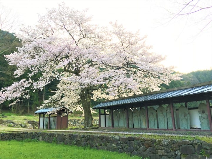 春烂漫!福井县赏樱景点8选