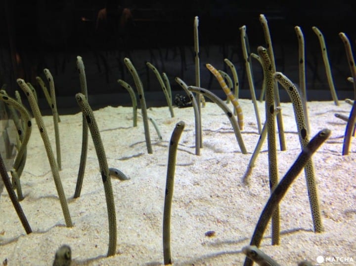 晴空塔墨田水族館