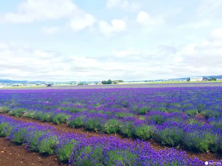 富良野薰衣草
