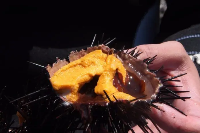 【小樽】夏季限定夢幻美食！超奢侈海膽義大利麵