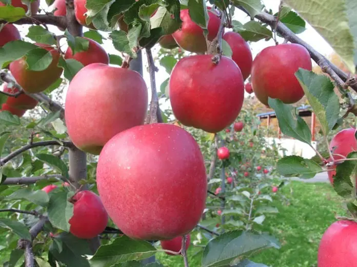 租車探尋美妙地！北海道留萌巿