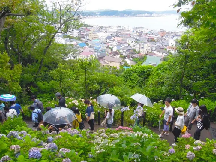 繡球花海景長谷寺