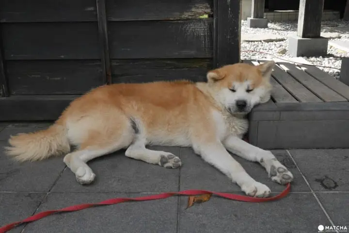 秋田角館秋田犬