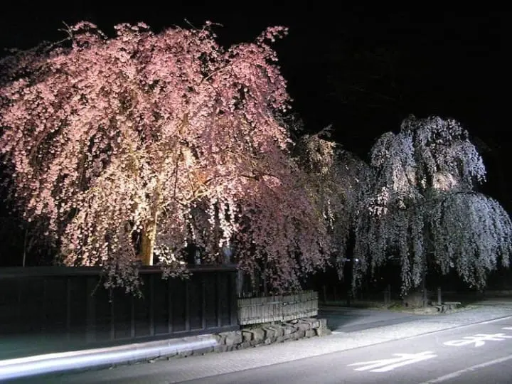 角館櫻花