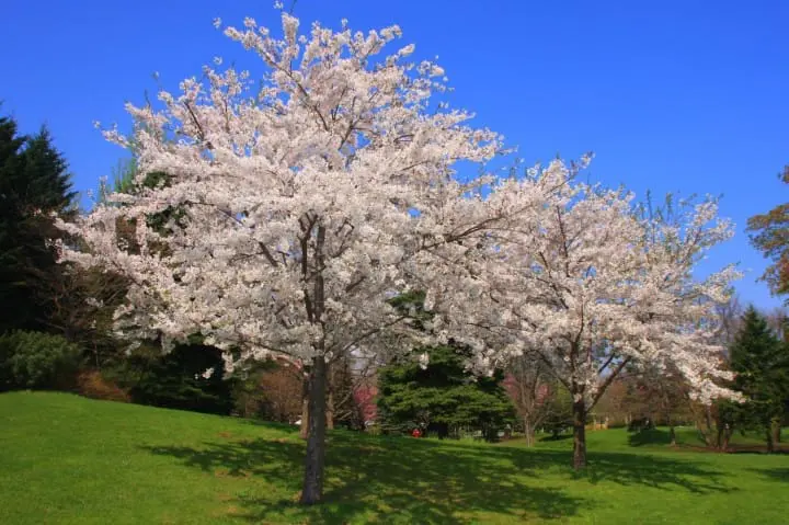 Sapporo's Sakura Forecast 2024: 10 Spots to Enjoy the Cherry Blossoms