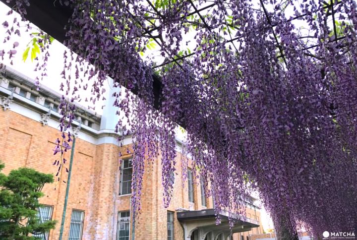 春末的紫色瀑布 京都紫藤花名所四選