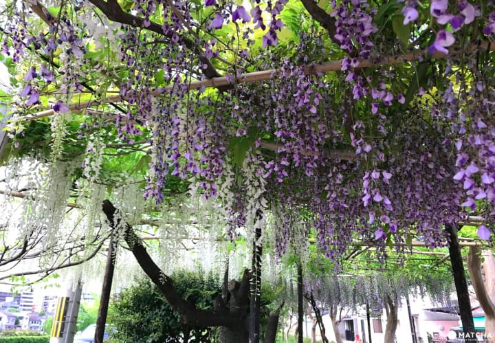 kamo river wisteria