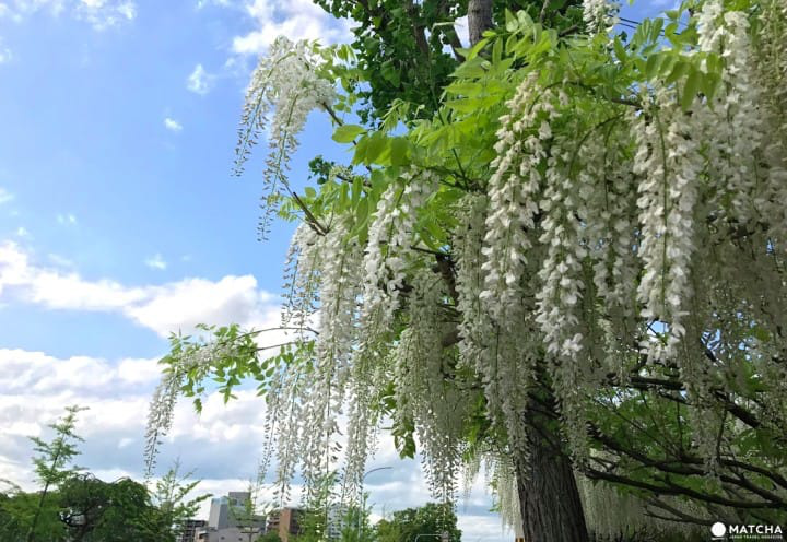 kamo river wisteria