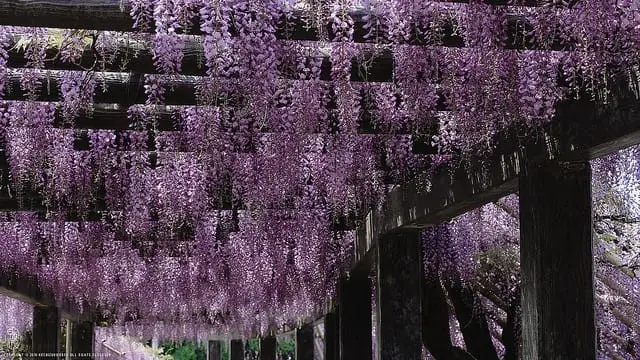 春末的紫色瀑布 京都紫藤花名所四選