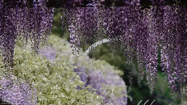 春末的紫色瀑布 京都紫藤花名所四選