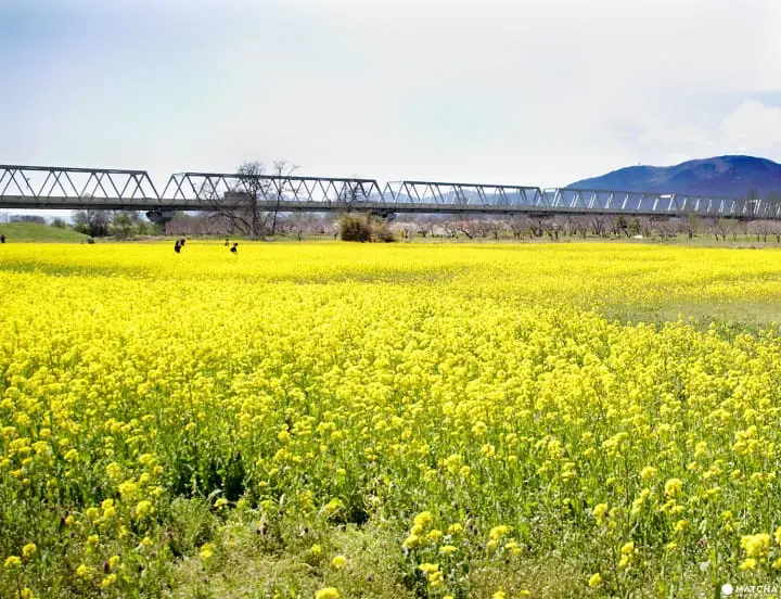 Cherry Blossoms on Children’s Day in Obuse, Nagano