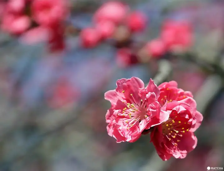 Cherry blossoms on Children’s Day in Obuse Nagano