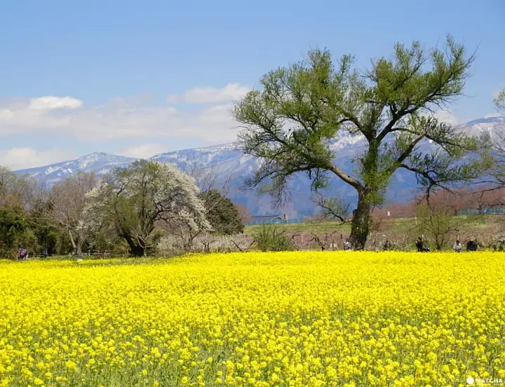 Cherry blossoms on Children’s Day in Obuse Nagano