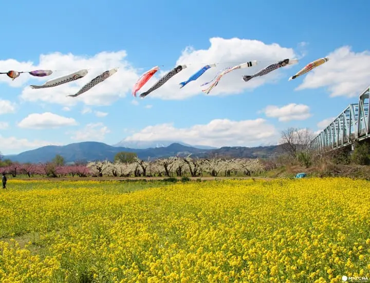 Cherry blossoms on Children’s Day in Obuse Nagano
