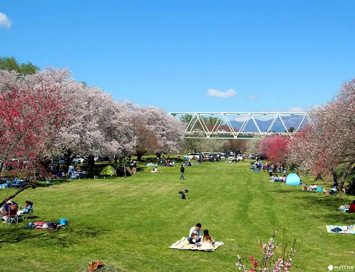 Cherry blossoms on Children’s Day in Obuse Nagano