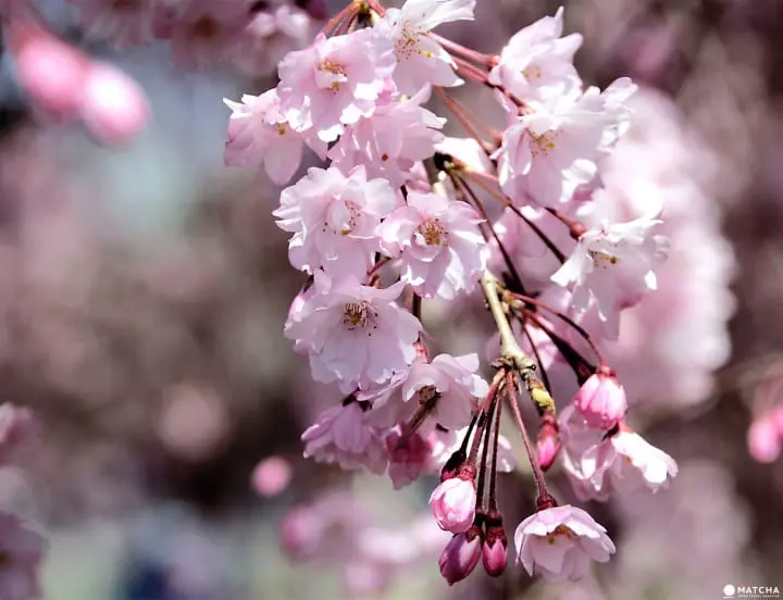 Cherry blossoms on Children’s Day in Obuse Nagano
