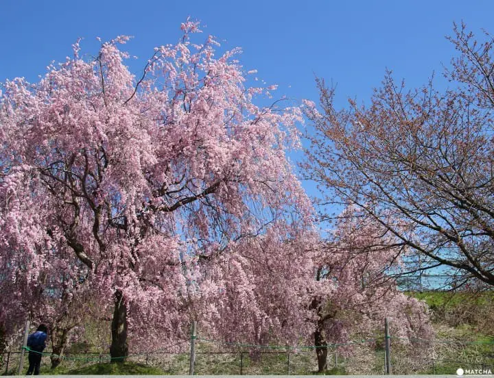 Cherry blossoms on Children’s Day in Obuse Nagano