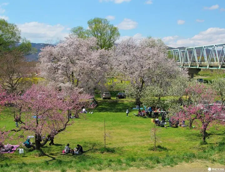 Cherry blossoms on Children’s Day in Obuse Nagano