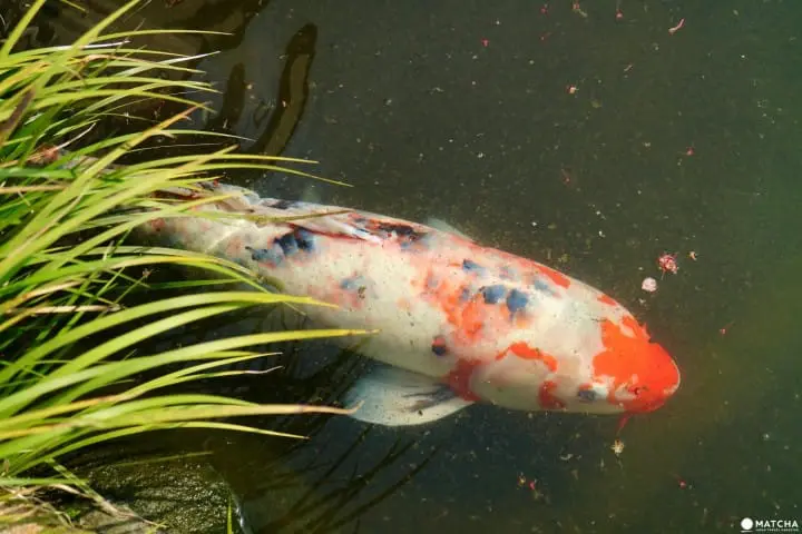 専門誌でランクインした通好みの日本庭園！京都御所のお隣・京都平安ホテルの庭を訪ねて