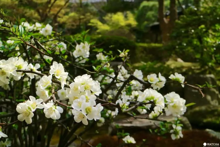 米専門誌でランクインした通好みの日本庭園！京都御所のお隣・京都平安ホテルの庭を訪ねて