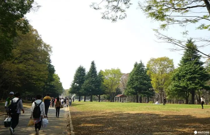 Yoyogi Park in Spring