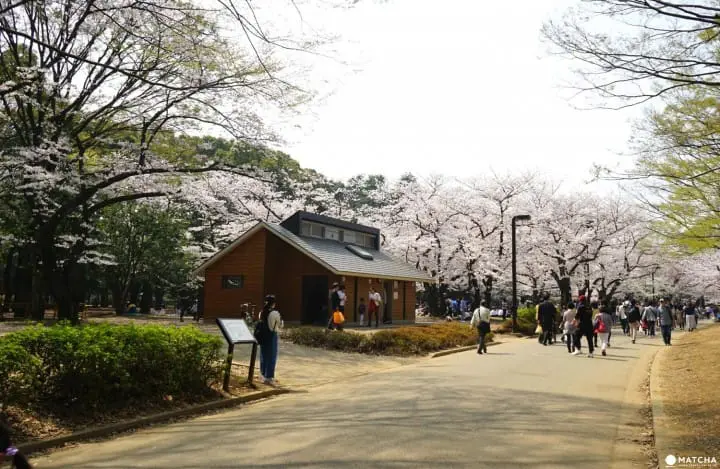 Yoyogi Park in Spring
