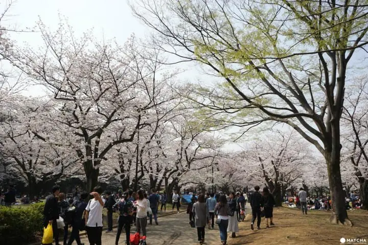 Yoyogi Park - A Walk Beneath The Cherry Blossoms In Tokyos Green Oasis