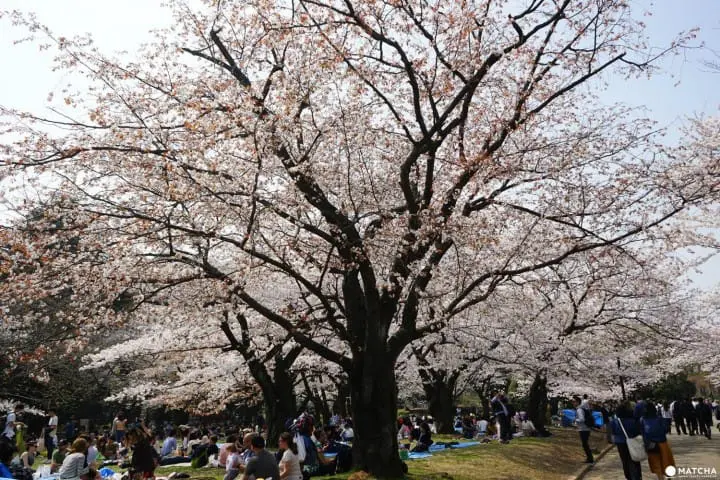 Yoyogi Park - A Walk Beneath The Cherry Blossoms In Tokyos Green Oasis