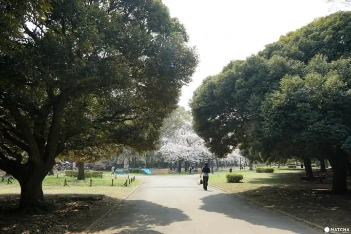 Yoyogi Park - A Walk Beneath The Cherry Blossoms In Tokyos Green Oasis