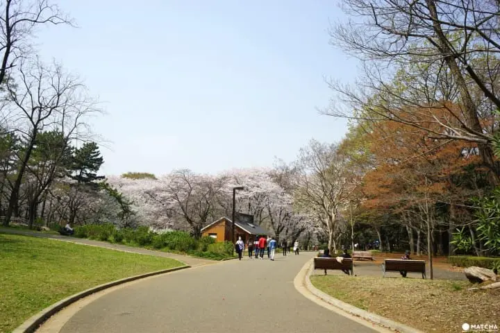 Yoyogi Park - A Walk Beneath The Cherry Blossoms In Tokyos Green Oasis