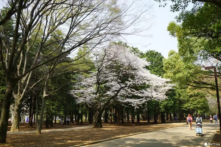 Yoyogi Park - A Walk Beneath The Cherry Blossoms In Tokyos Green Oasis