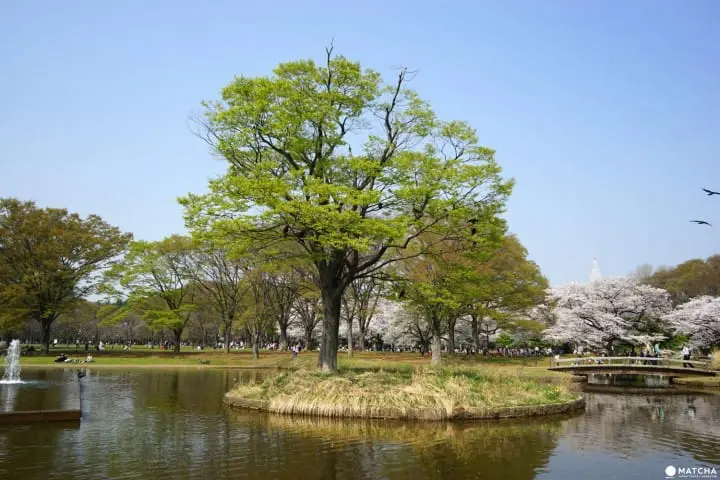 Yoyogi Park - A Walk Beneath The Cherry Blossoms In Tokyos Green Oasis