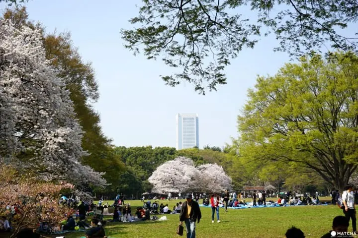 Yoyogi Park - A Walk Beneath The Cherry Blossoms In Tokyo's Green Oasis